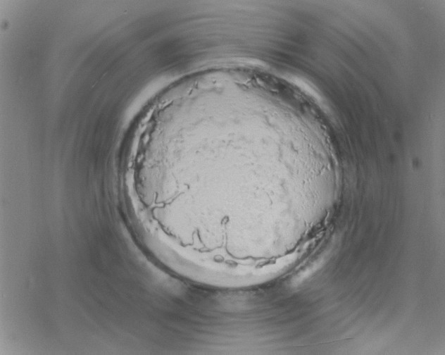 X0000076251046200610261935