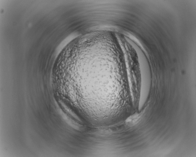 X0000076251050200610261935