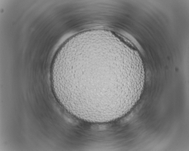 X0000076251051200610261935