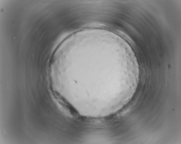 X0000076251055200610261935