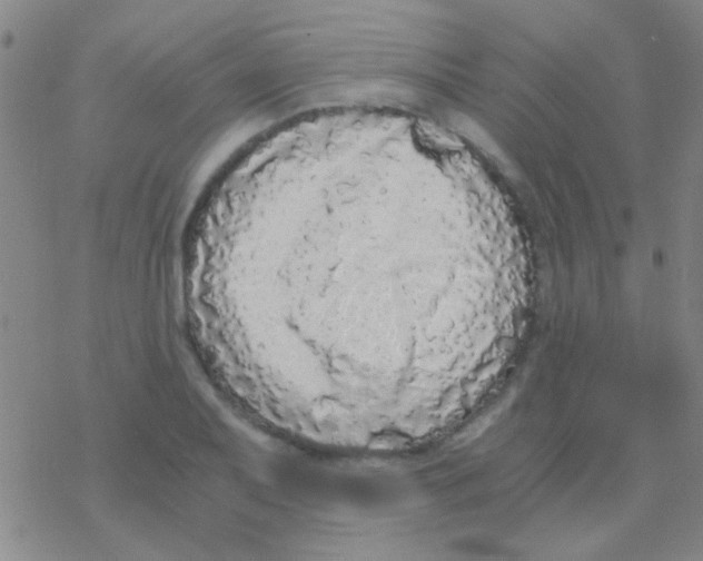 X0000076251079200610261934