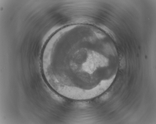 X0000076251086200610261934