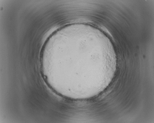 X0000076251087200610261934