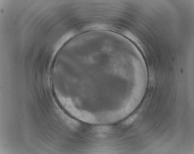 X0000076251090200610261934