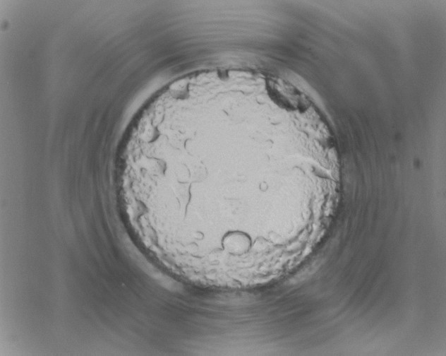 X0000076251091200610261934