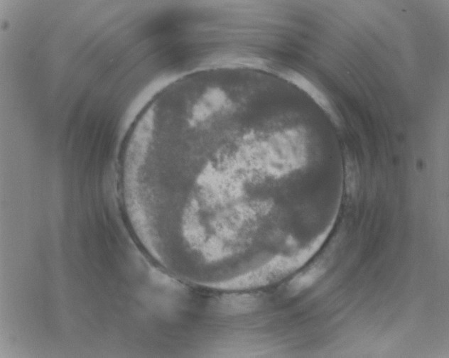 X0000076251094200610261934