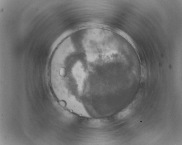 X0000076251098200610261934