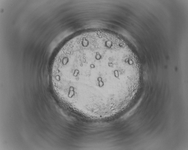 X0000076251117200610261933