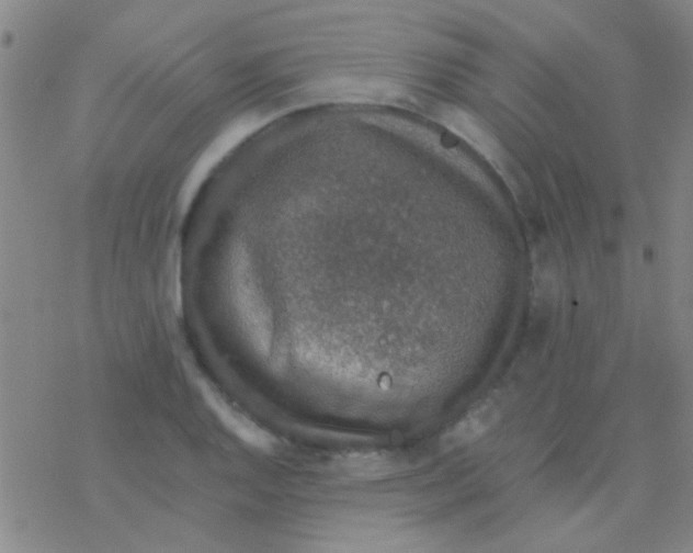 X0000076251128200610261933