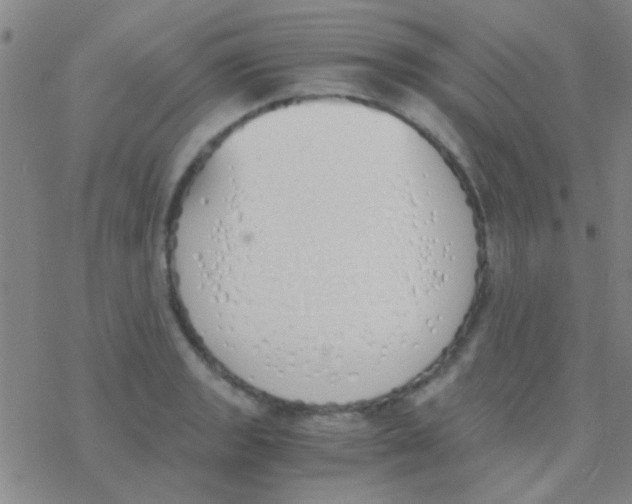 X0000076251133200610261934