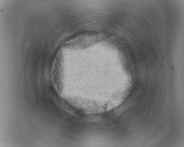 X0000076251154200610261933