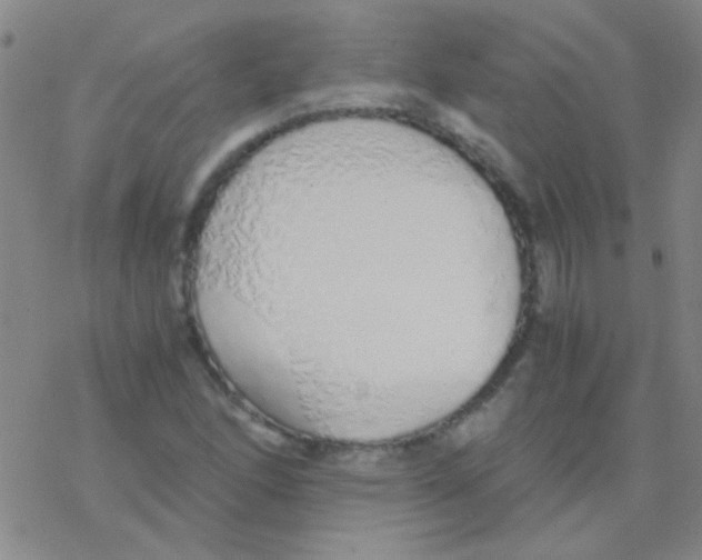 X0000076251166200610261933