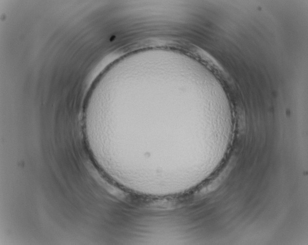 X0000076251178200610261933