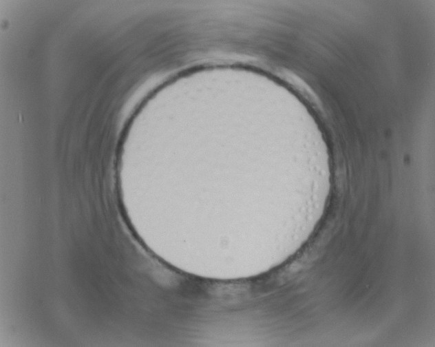 X0000076251183200610261933