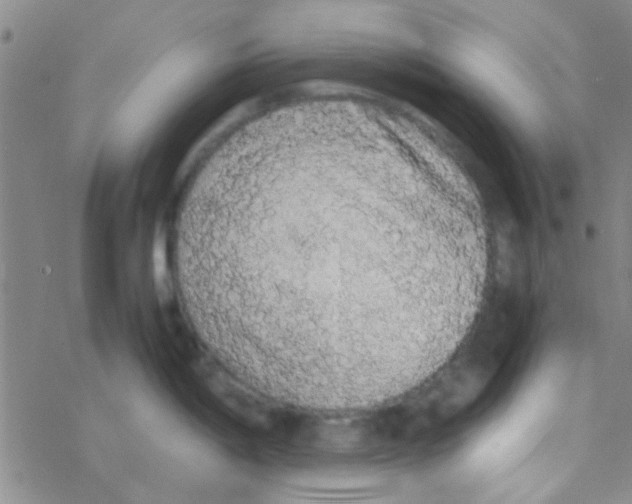 X0000076251198200610261932