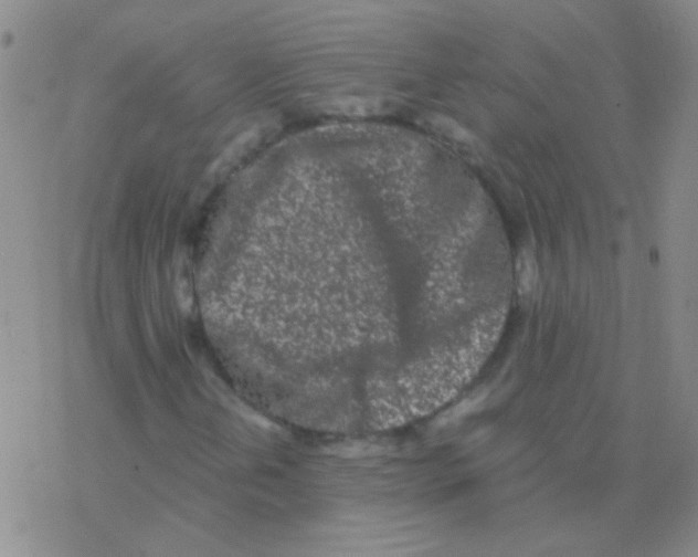 X0000076251202200610261932