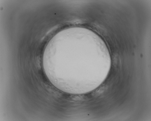 X0000076251205200610261932