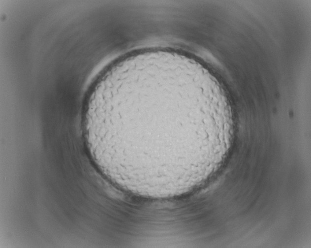 X0000076251216200610261932