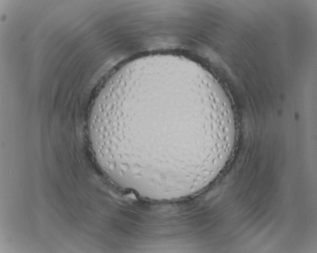 X0000076251217200610261932