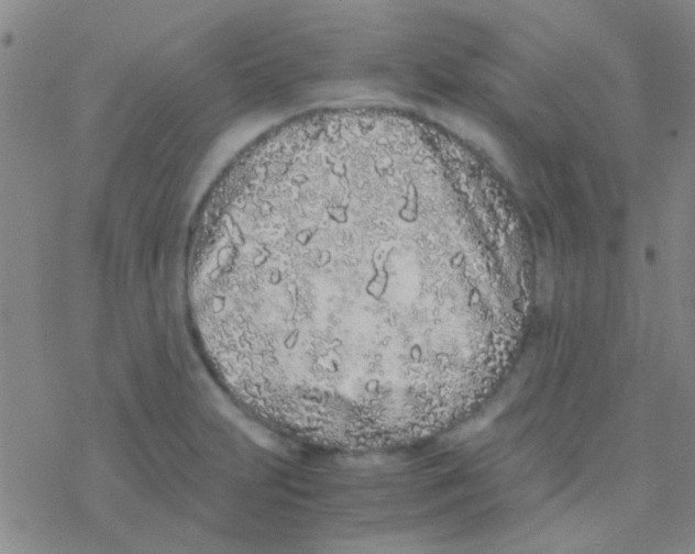 X0000076251231200610261932