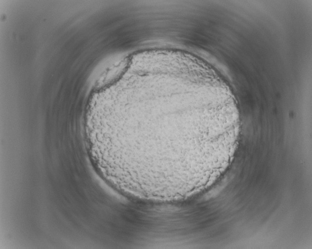 X0000076251239200610261932