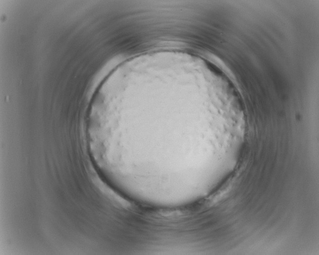 X0000076251243200610261932