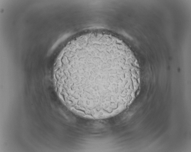 X0000076251255200610261931