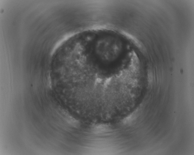 X0000076251262200610261931