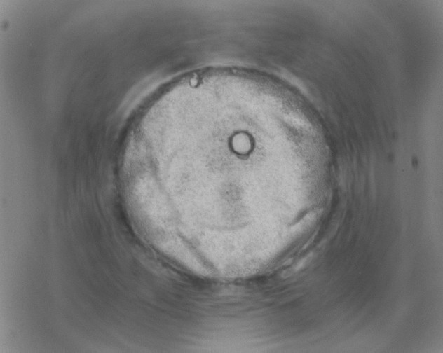 X0000076251263200610261931