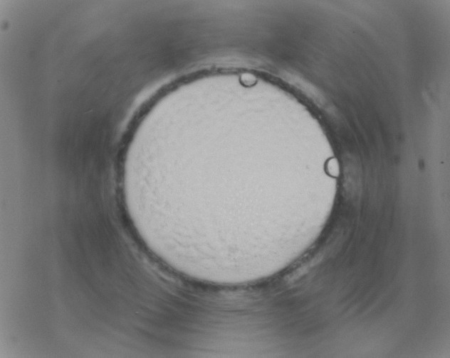 X0000076251264200610261931