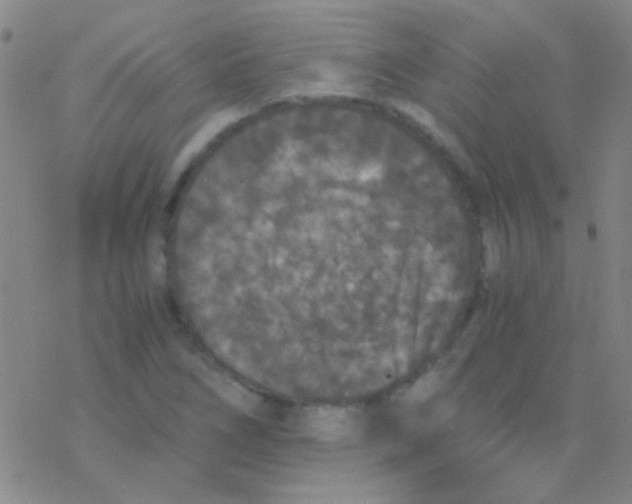 X0000076251266200610261931