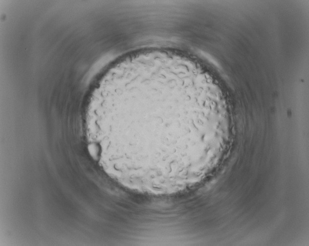 X0000076251267200610261931