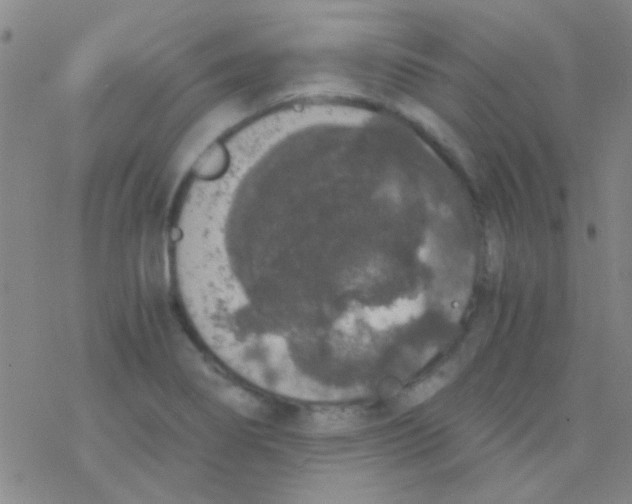 X0000076251274200610261931