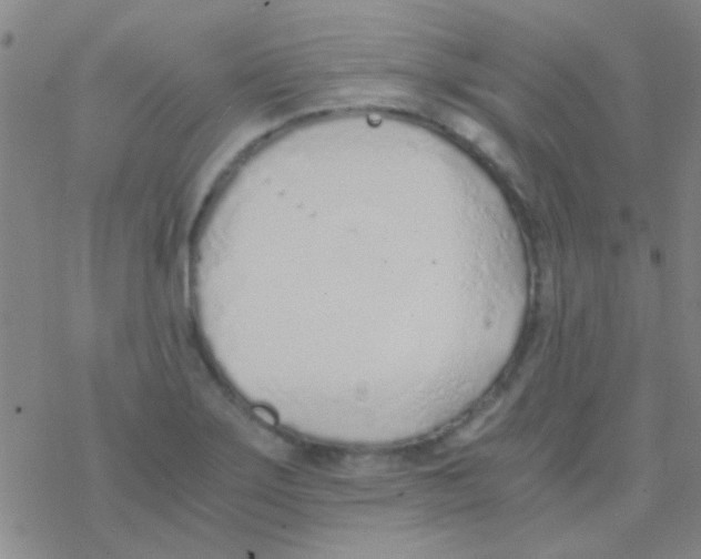 X0000076251275200610261931