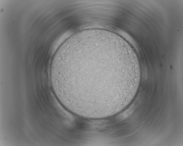 X0000076251290200610261931