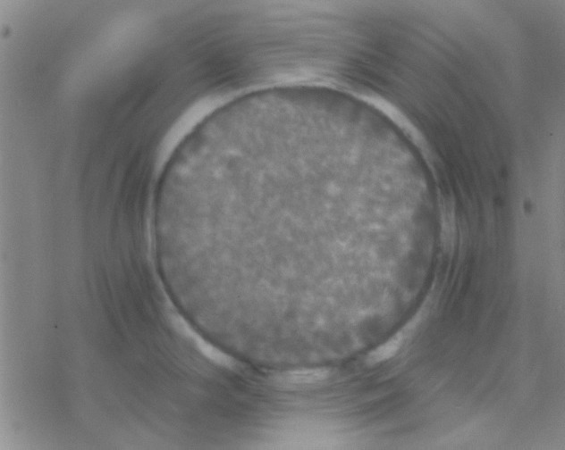 X0000076251294200610261931