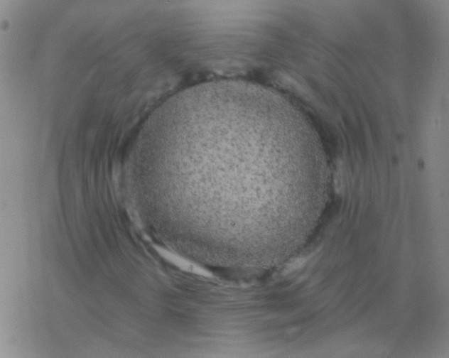 X0000076251298200610261930