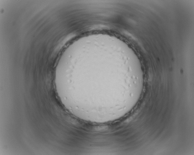 X0000076251313200610261930