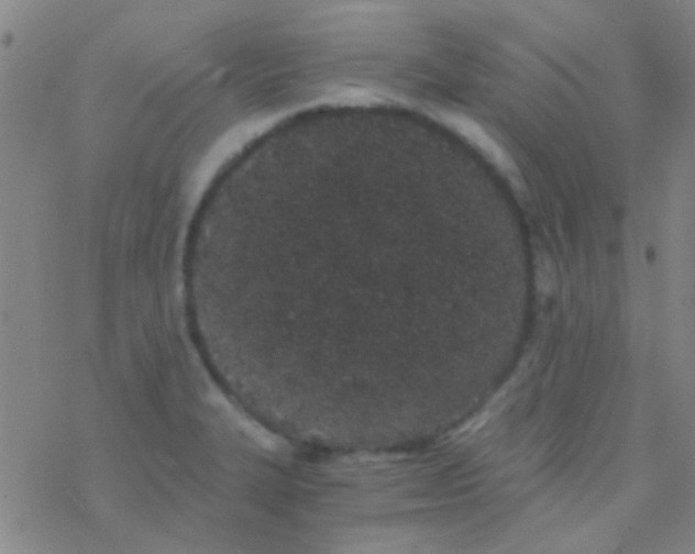 X0000076251327200610261930