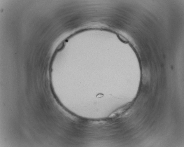 X0000076251335200610261931