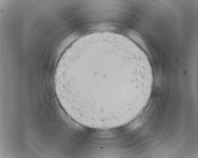 X0000076251338200610261931