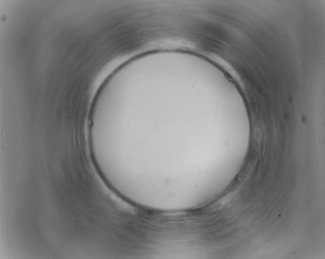 X0000076251343200610261931