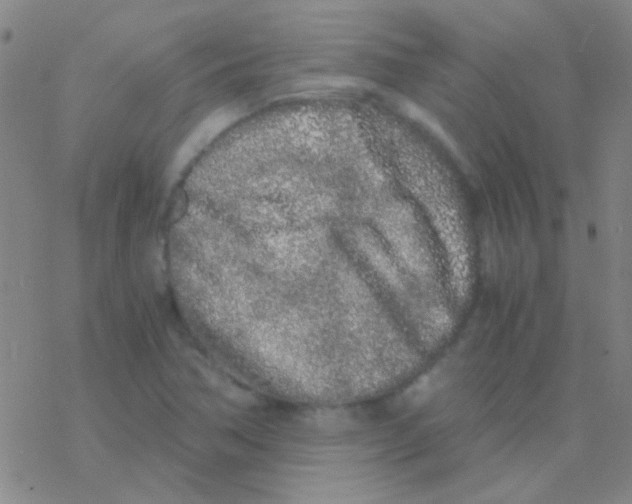 X0000076251362200610261930