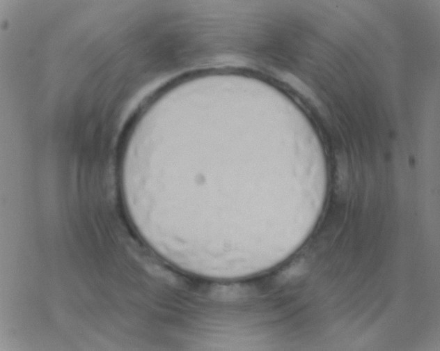 X0000076251364200610261930