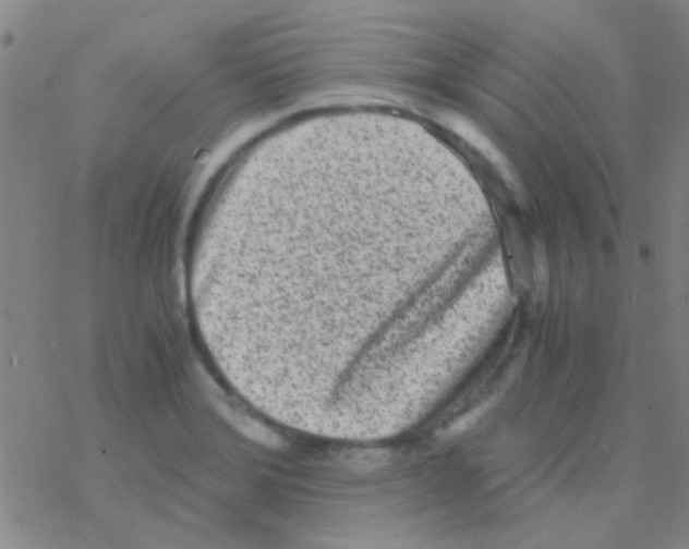 X0000076251372200610261929