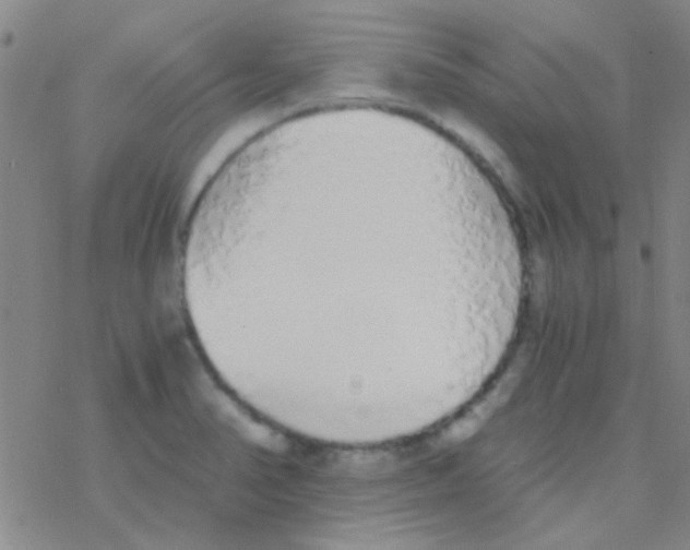 X0000076251374200610261929