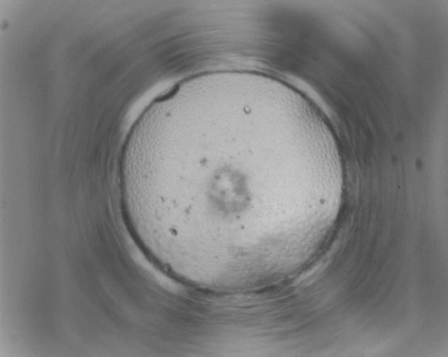 X0000076251387200610261929