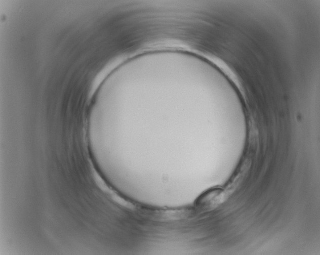 X0000076251390200610261929