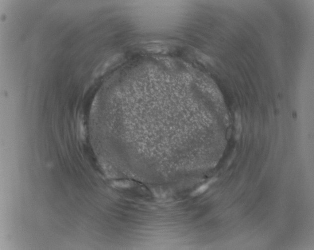 X0000076251394200610261928