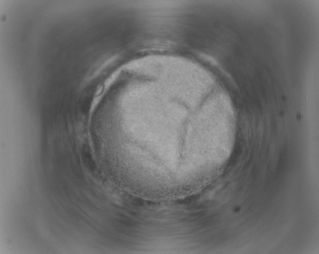 X0000076251399200610261928